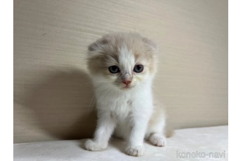 成約済の茨城県のスコティッシュフォールド(折れ耳)-90711の4枚目